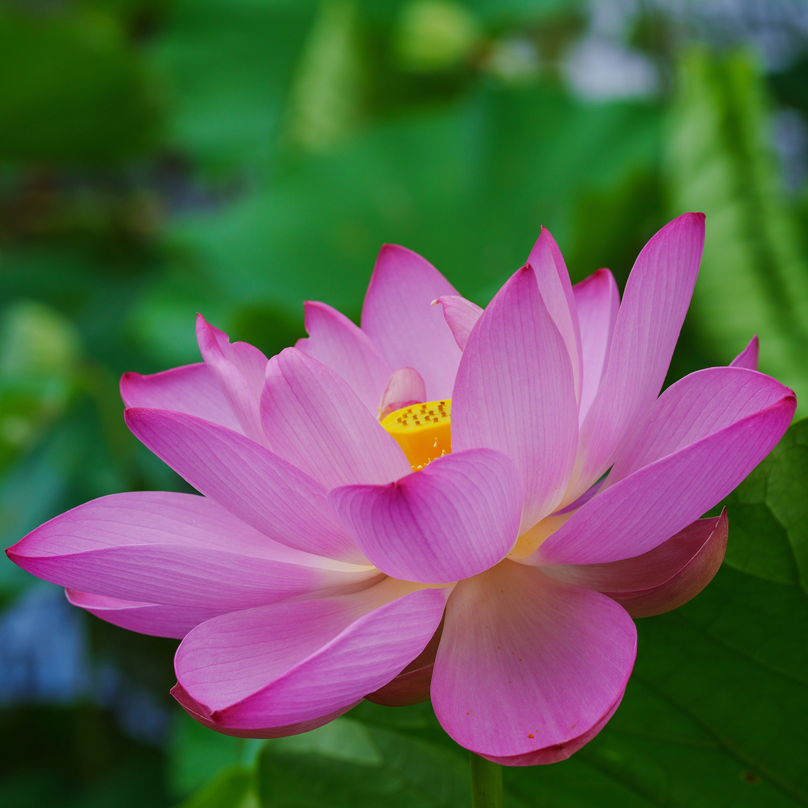 Pink Lotus Flower